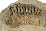 Detailed Reedops Trilobite Fossil - Atchana, Morocco #312344-2